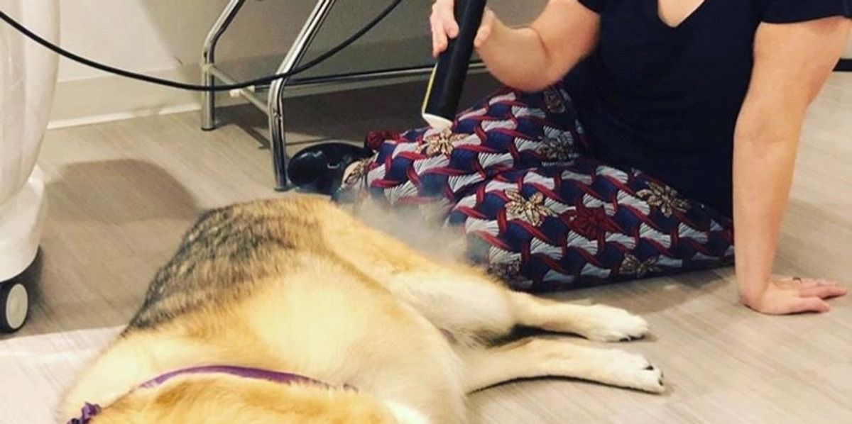 Dog Receiving Localized Cryo Therapy